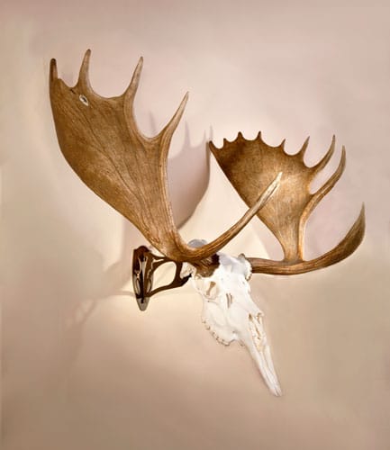 Skull Hooker Big Hooker robust brown steel European trophy skull mount